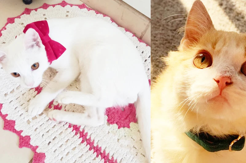 Bowknot Cat Safety Collar
