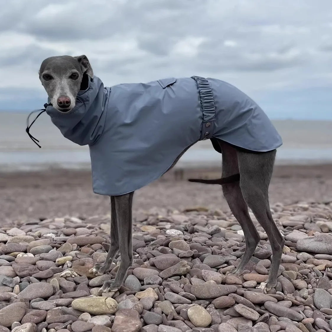 Fashion Waterproof Dog Vest