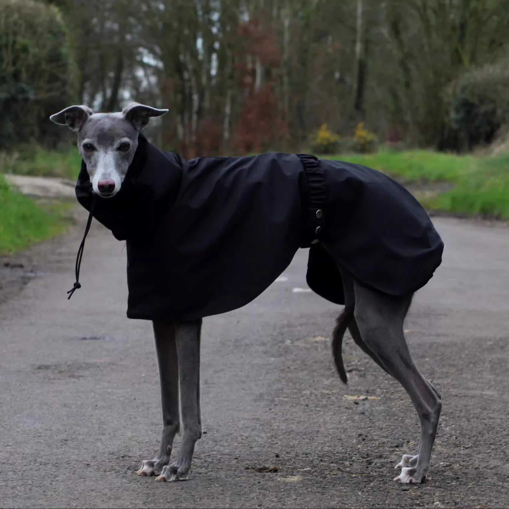 Fashion Waterproof Dog Vest