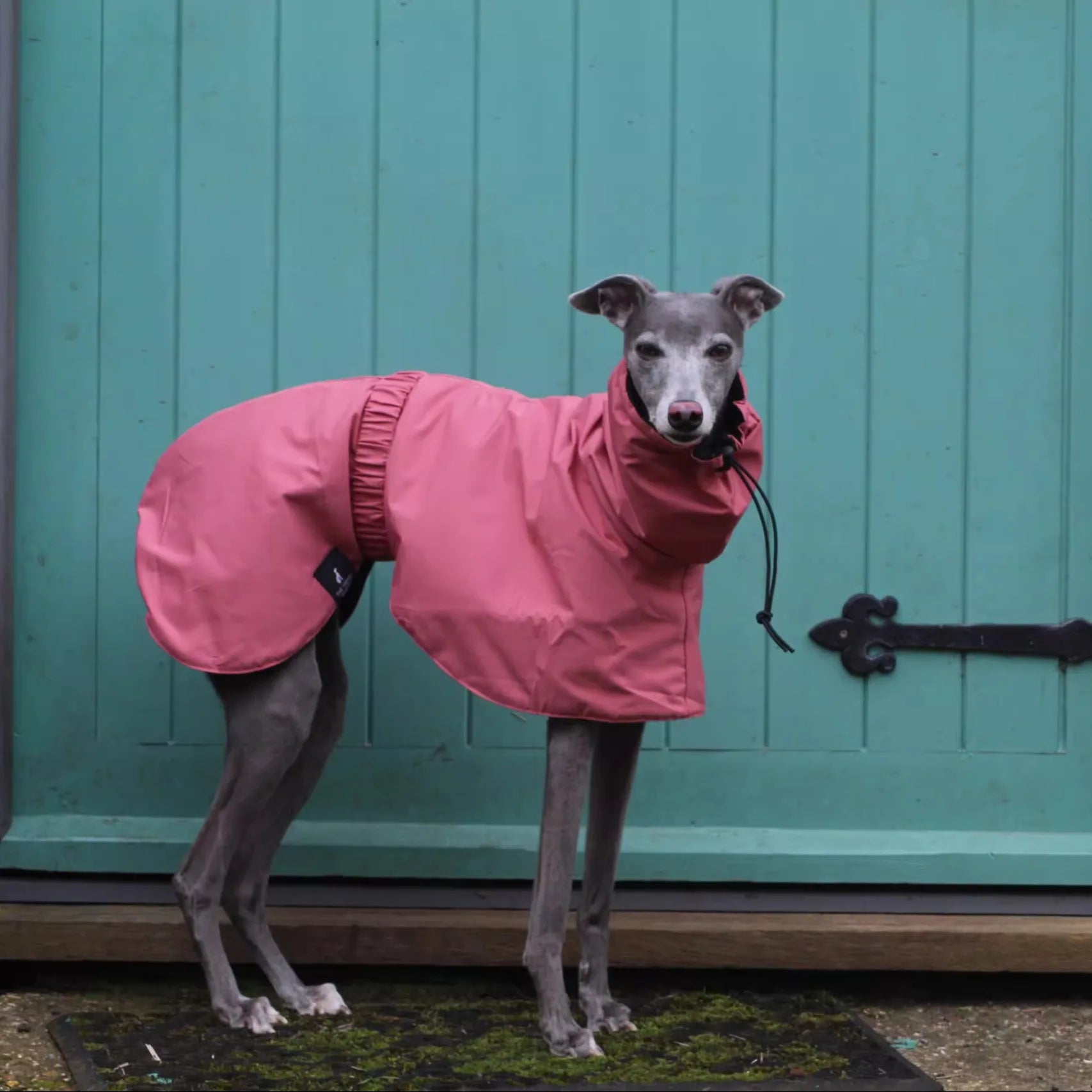 Fashion Waterproof Dog Vest