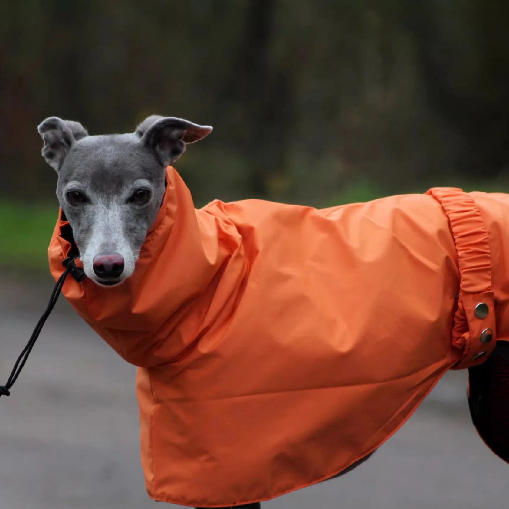 Fashion Waterproof Dog Vest