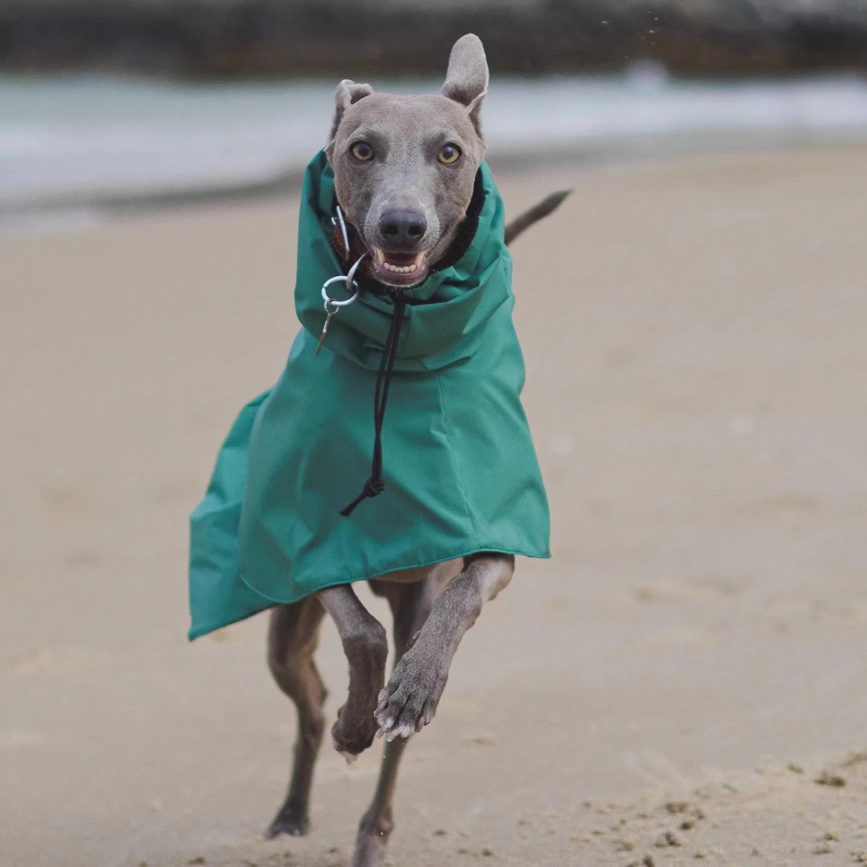 Fashion Waterproof Dog Vest