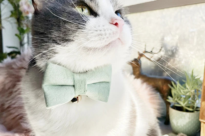 Bowknot Cat Safety Collar
